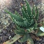 Aloe melanacantha