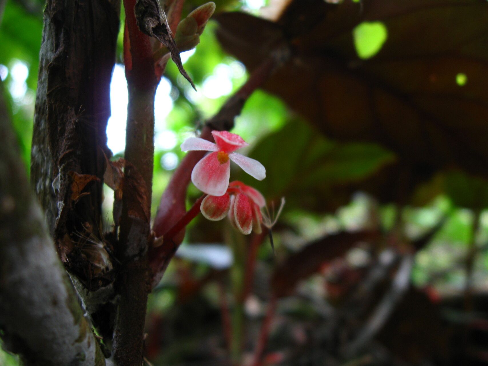 Begonia mannii flower