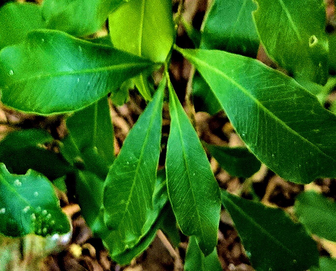 Fontainea venosa — related species from the same genus