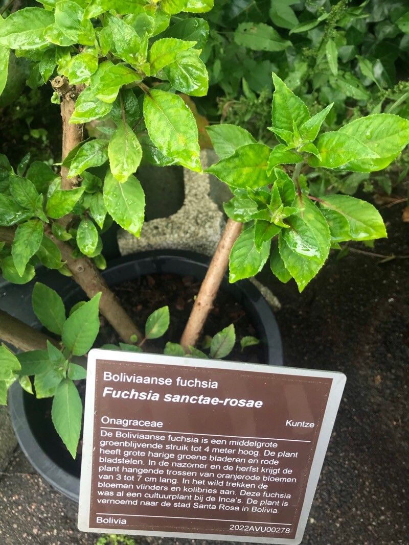 Fuchsia sanctae-rosae bark