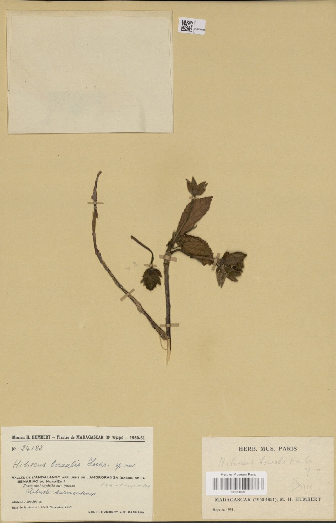 Hibiscus borealis — houseplant care guide