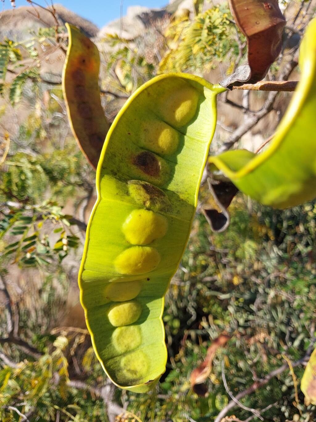 Entada chrysostachys fruit