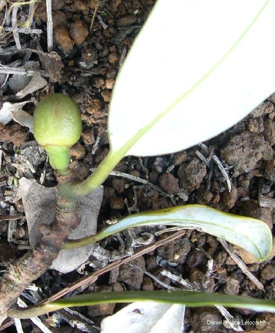 Zygogynum baillonii bark