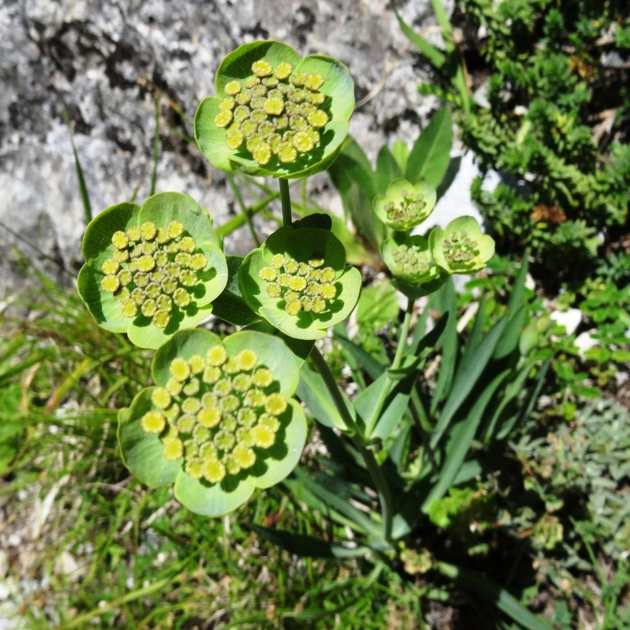 Bupleurum angulosum flower