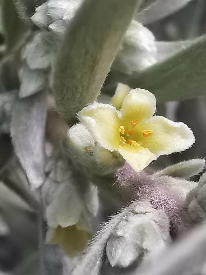Thymelaea tartonraira flower