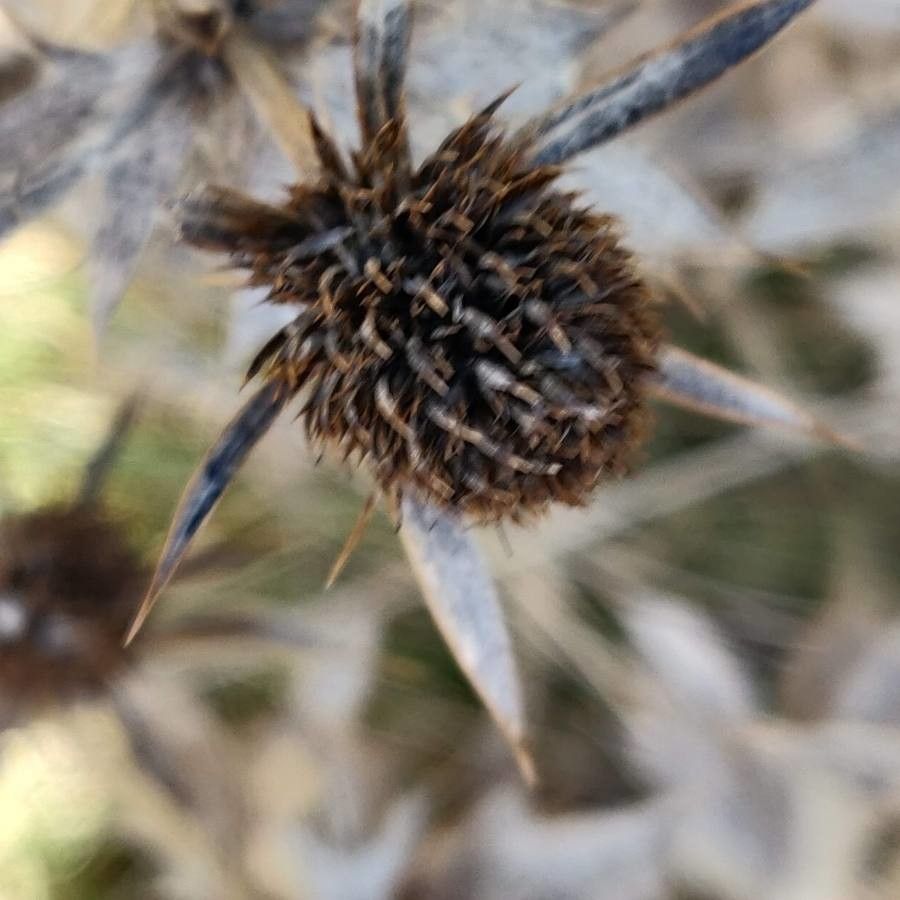 Eryngium maritimum fruit