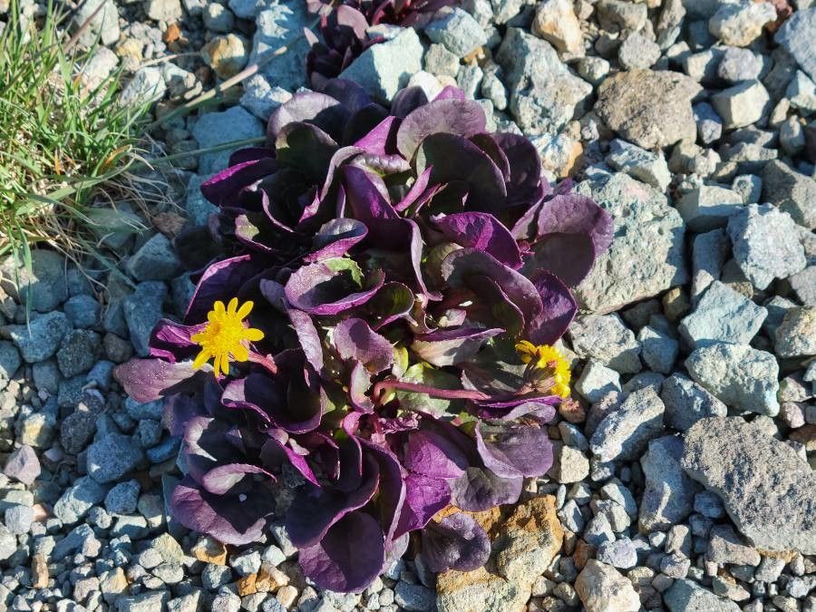 Senecio soldanella habit