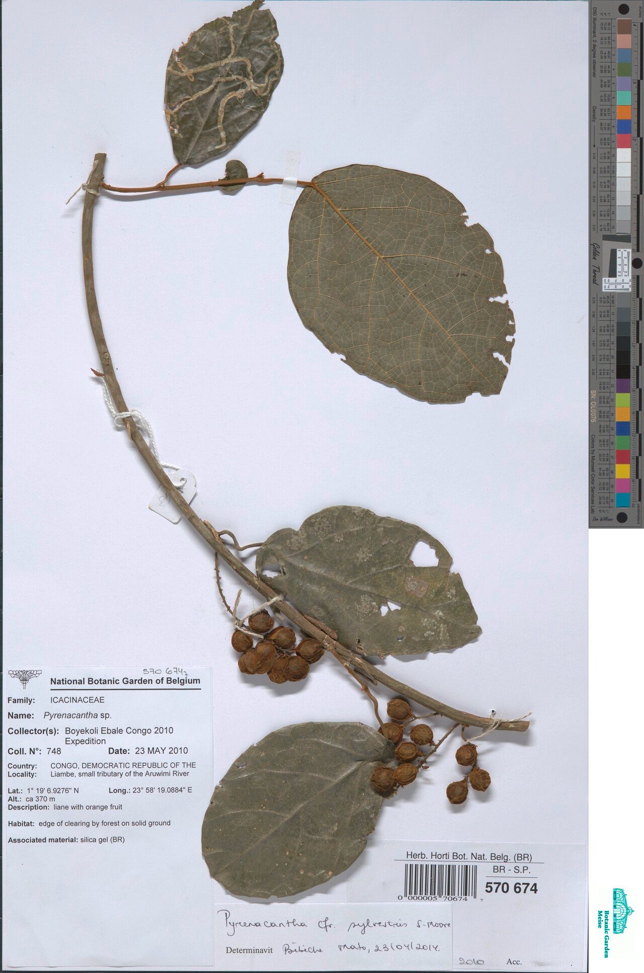 Pyrenacantha sylvestris — houseplant care guide