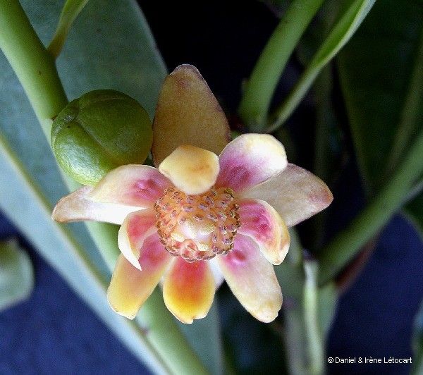 Zygogynum oligostigma flower