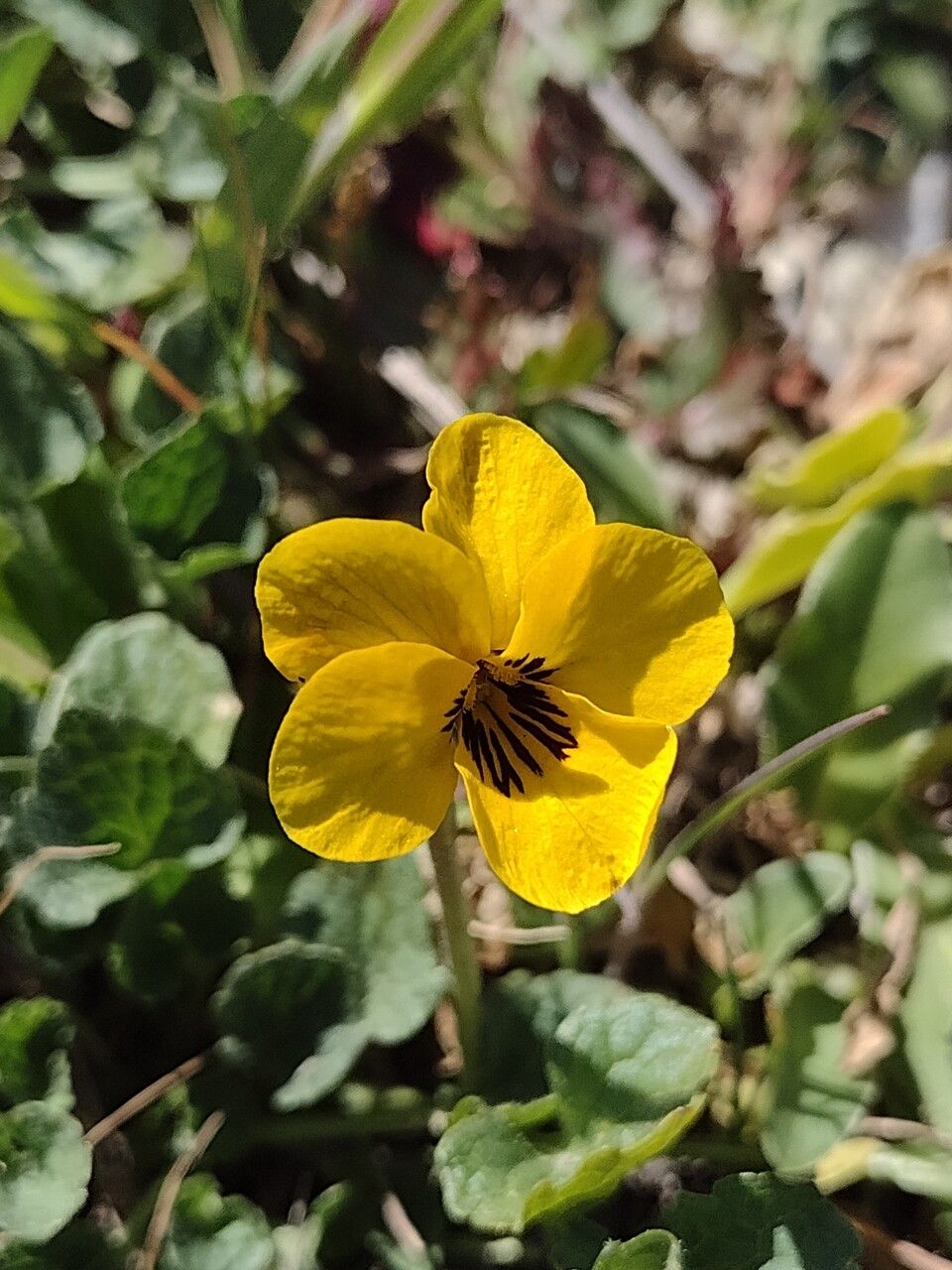 Viola douglasii flower