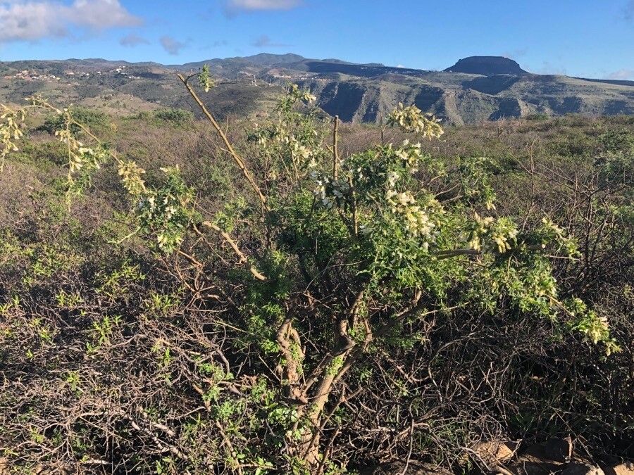 Chamaecytisus prolifer habit