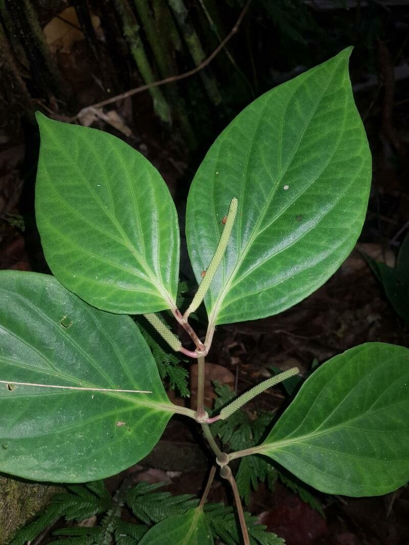 Piper nudifolium — houseplant care guide