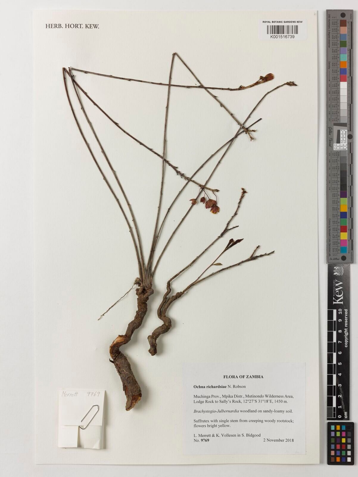 Ochna richardsiae — houseplant care guide