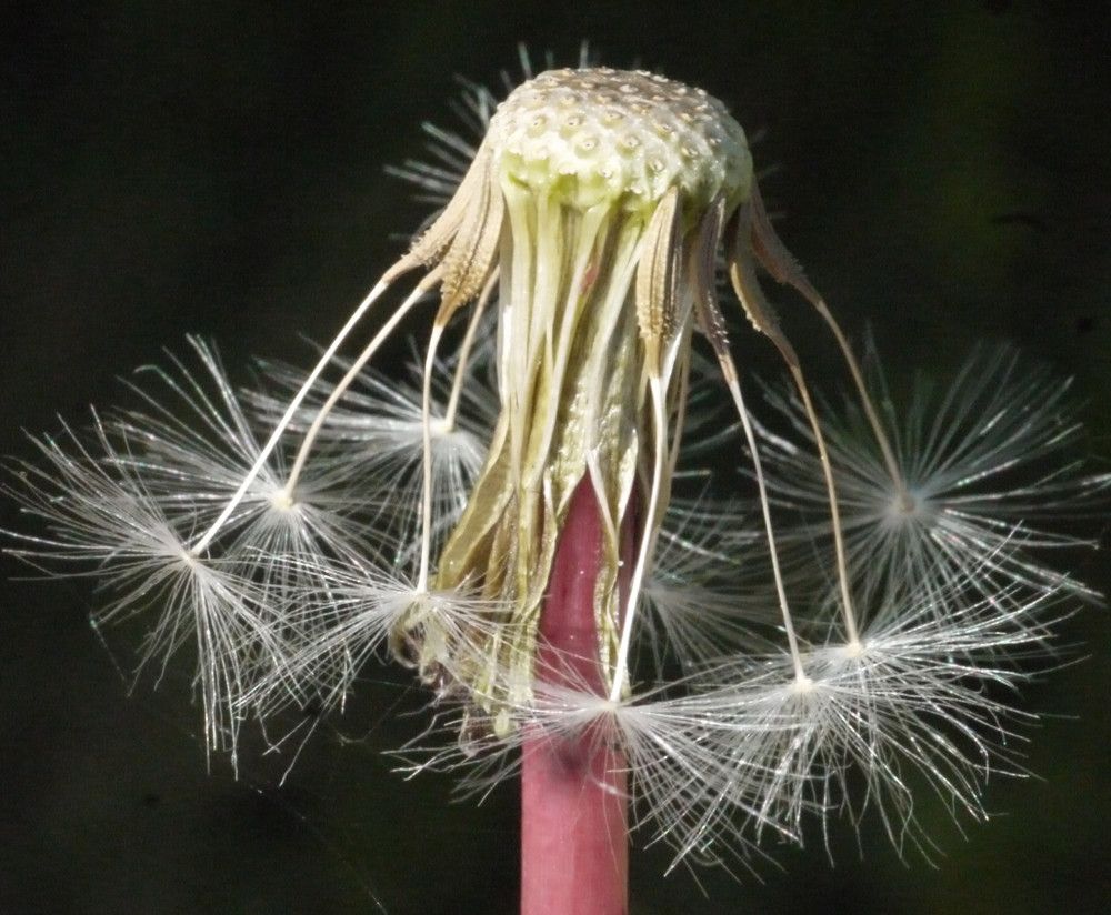 Taraxacum anglicum fruit