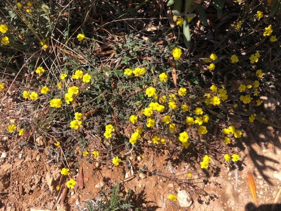 Helianthemum cinereum habit