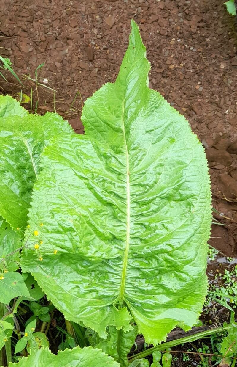 Senecio cremeiflorus — houseplant care guide