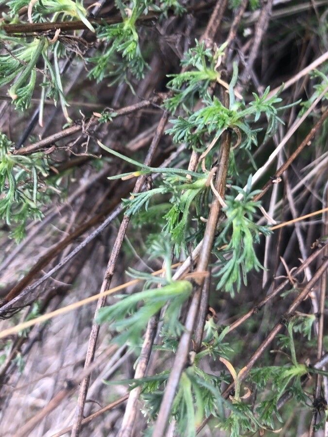 Artemisia campestris — search result for 'Artemisia'