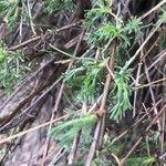 Artemisia campestris