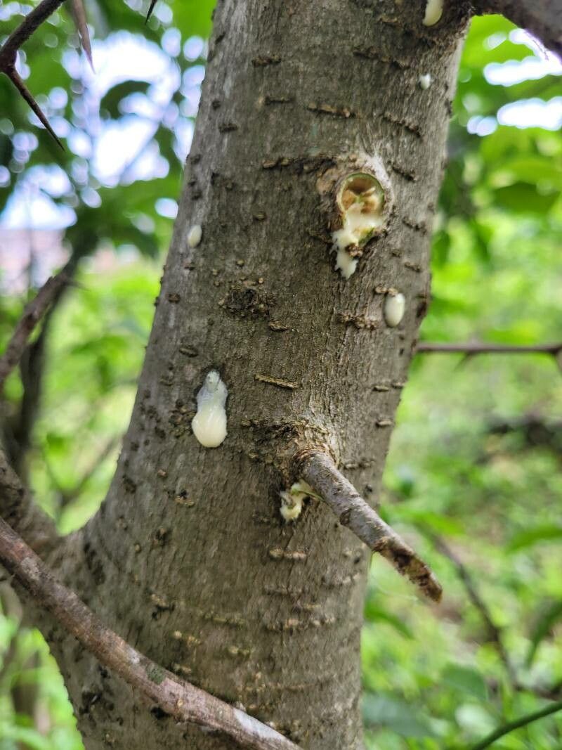 Maclura tinctoria bark