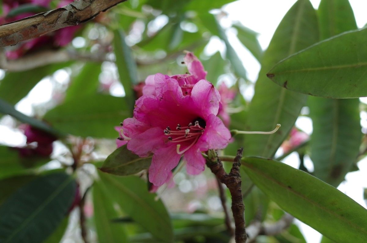 Rhododendron anthosphaerum flower
