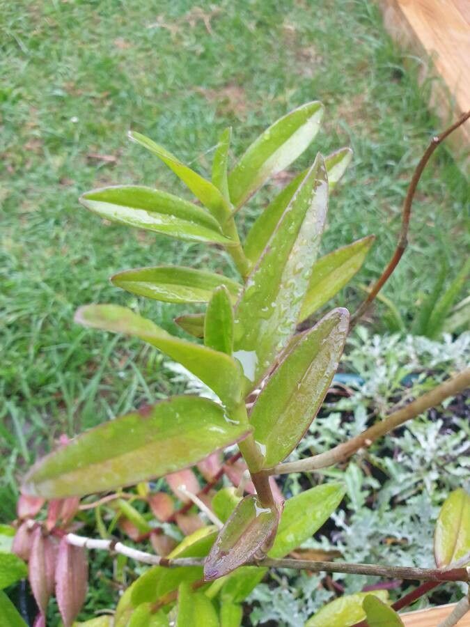 Epidendrum ibaguense — search result for 'Epidendrum'