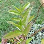 Epidendrum ibaguense