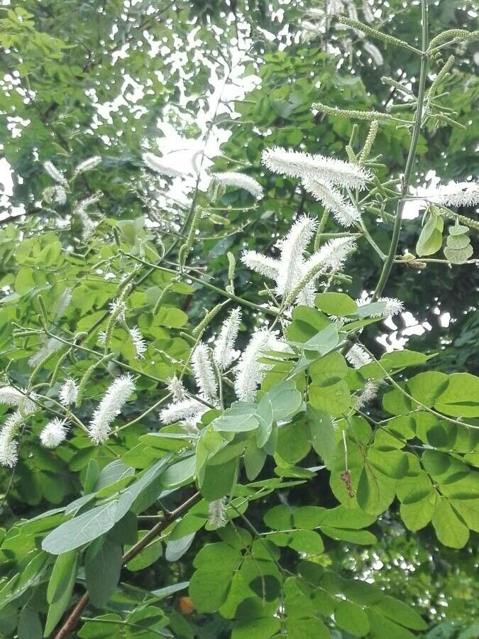 Mimosa caesalpiniifolia leaf