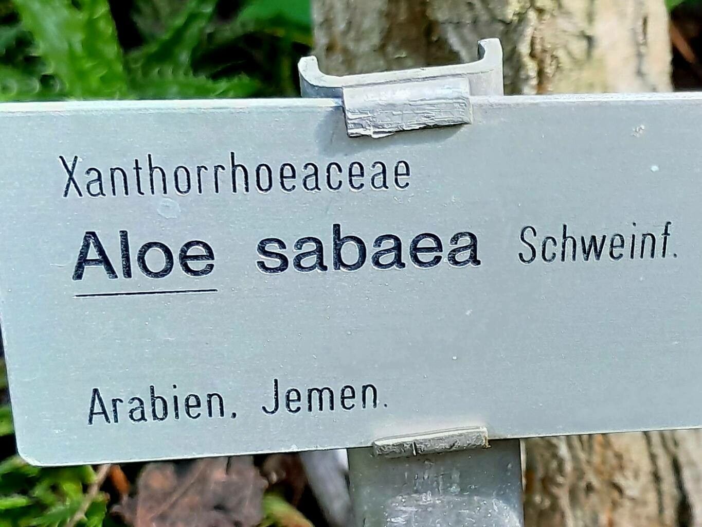 Aloidendron sabaeum other