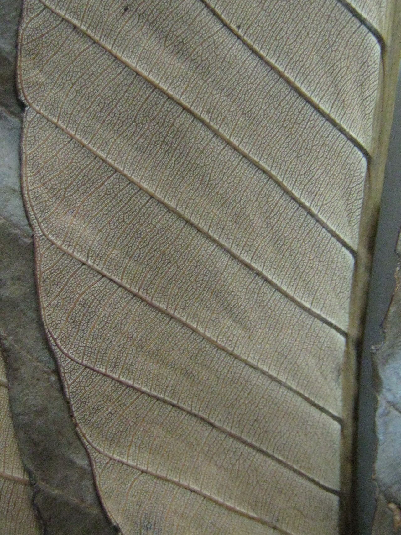 Cecropia sciadophylla — search result for 'Cecropia'