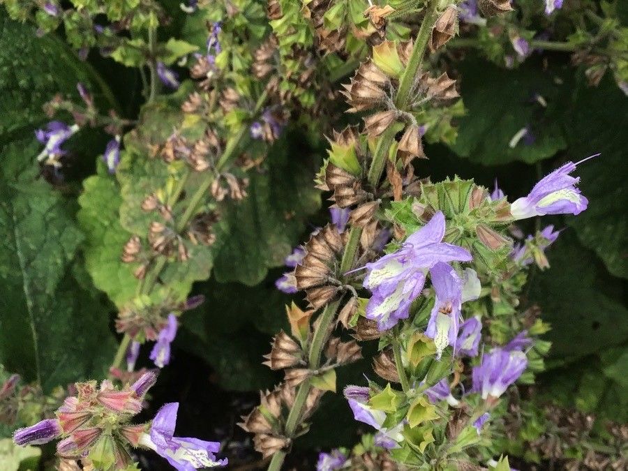 Salvia forsskaolei flower