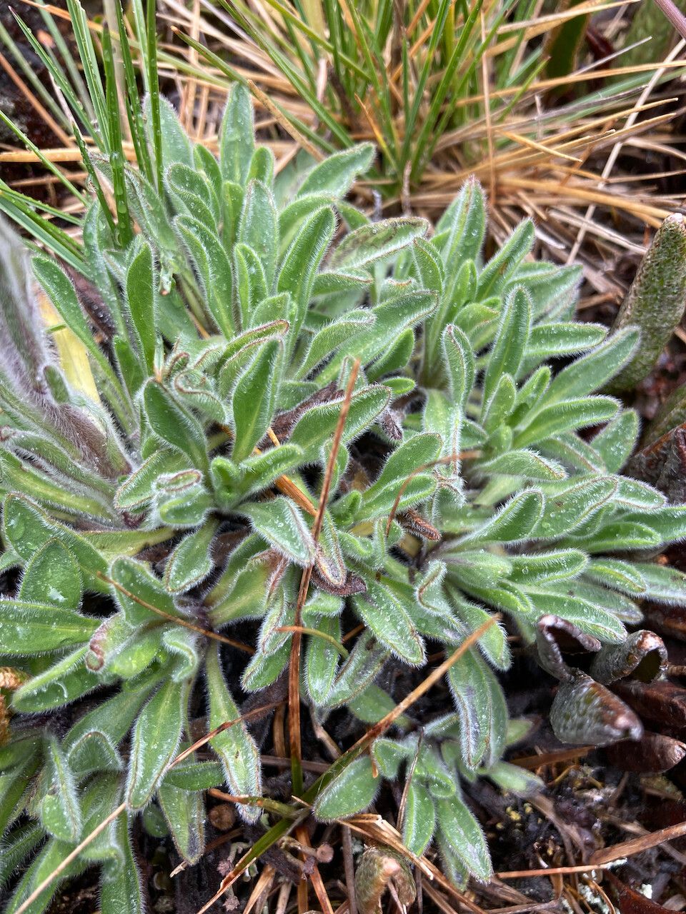 Erigeron chionophilus — search result for 'Erigeron'
