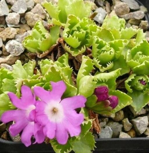 Primula tyrolensis habit