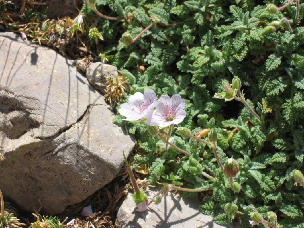Erodium celtibericum flower