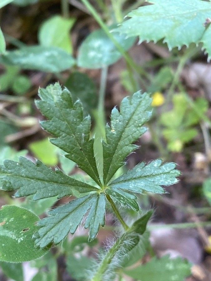 Potentilla pedata leaf