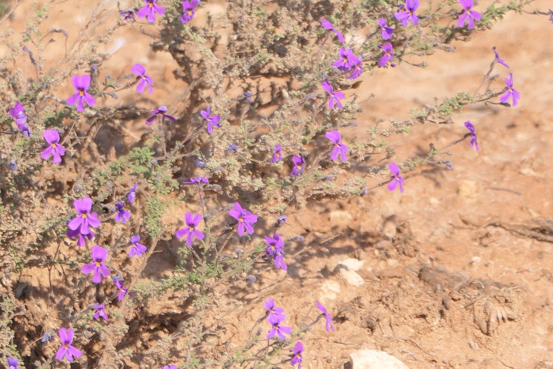 Jamesbrittenia microphylla — related species from the same genus