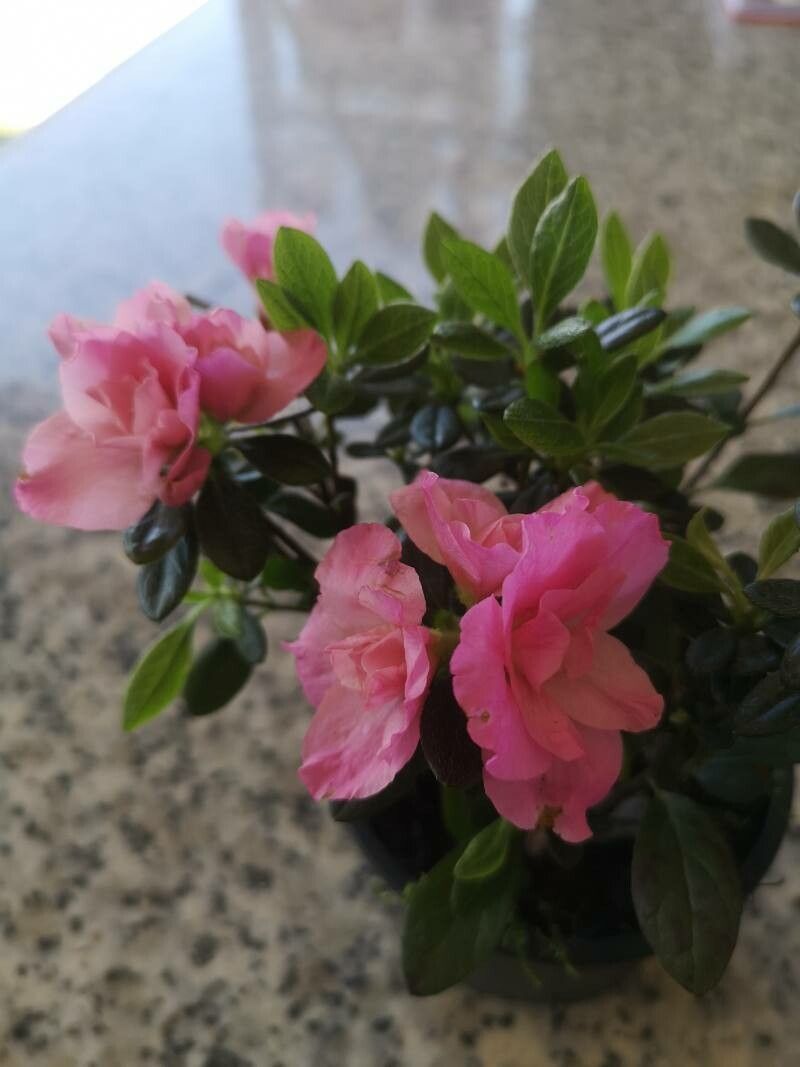 Azalea alabamensis fruit