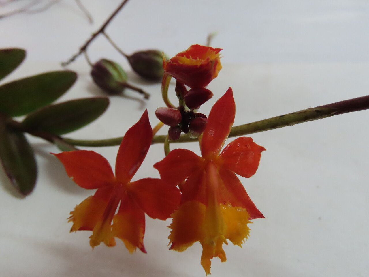 Epidendrum radicans flower