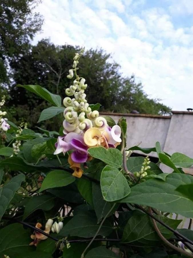 Cochliasanthus caracalla — search result for 'Vigna'