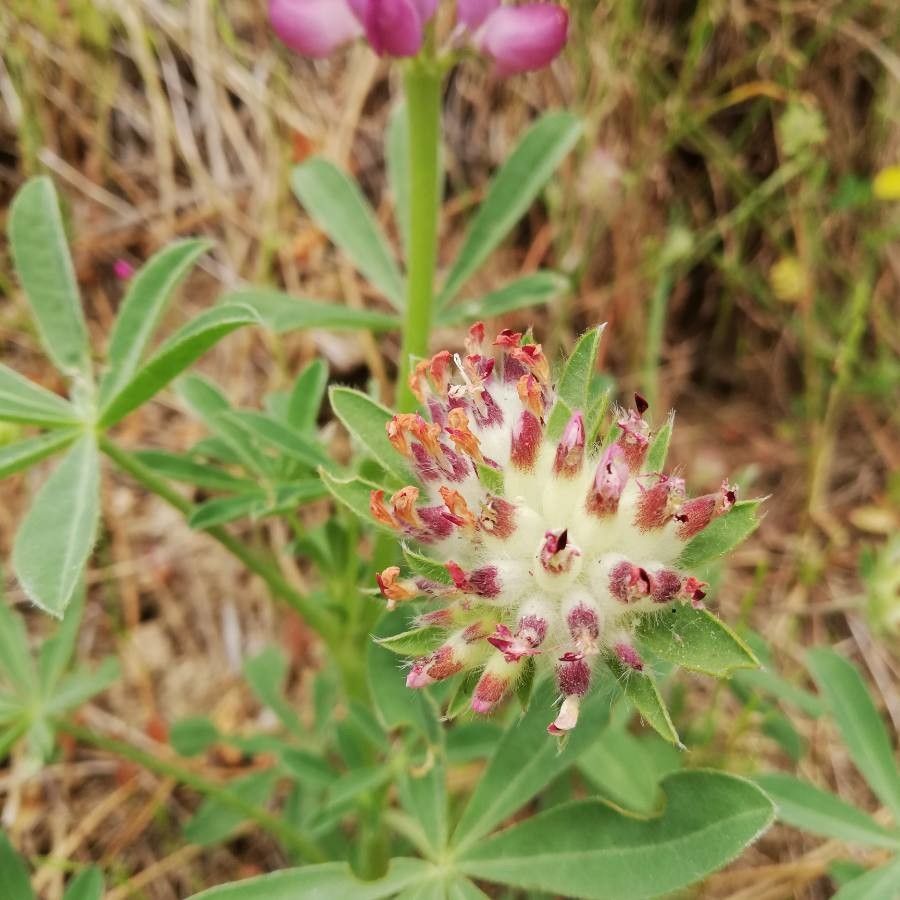 Lupinus hispanicus fruit