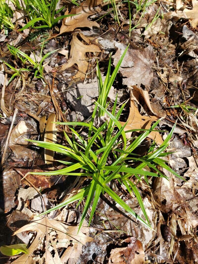 Carex sylvatica leaf