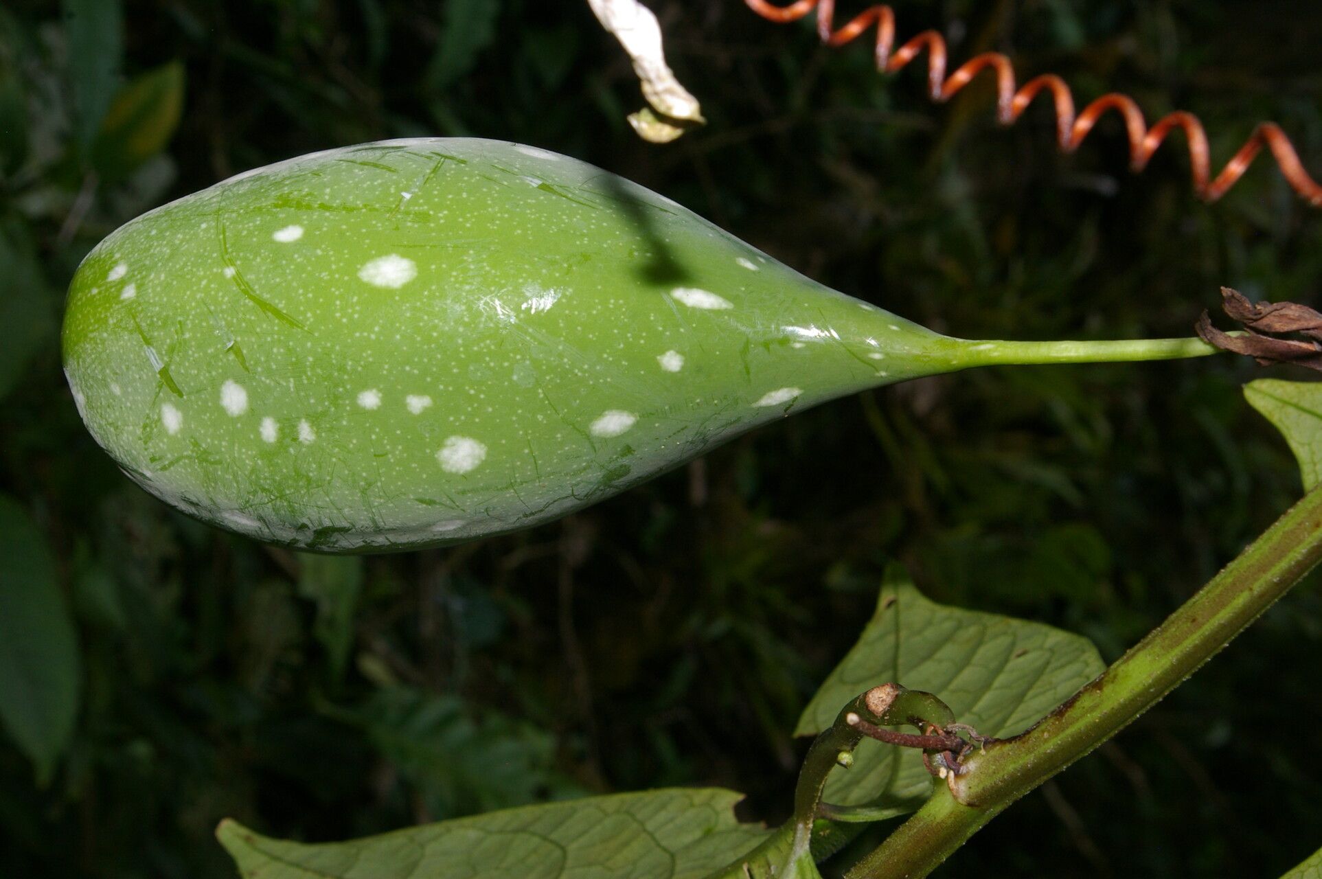 Passiflora lobata fruit