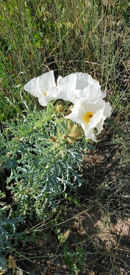 Argemone pleiacantha flower