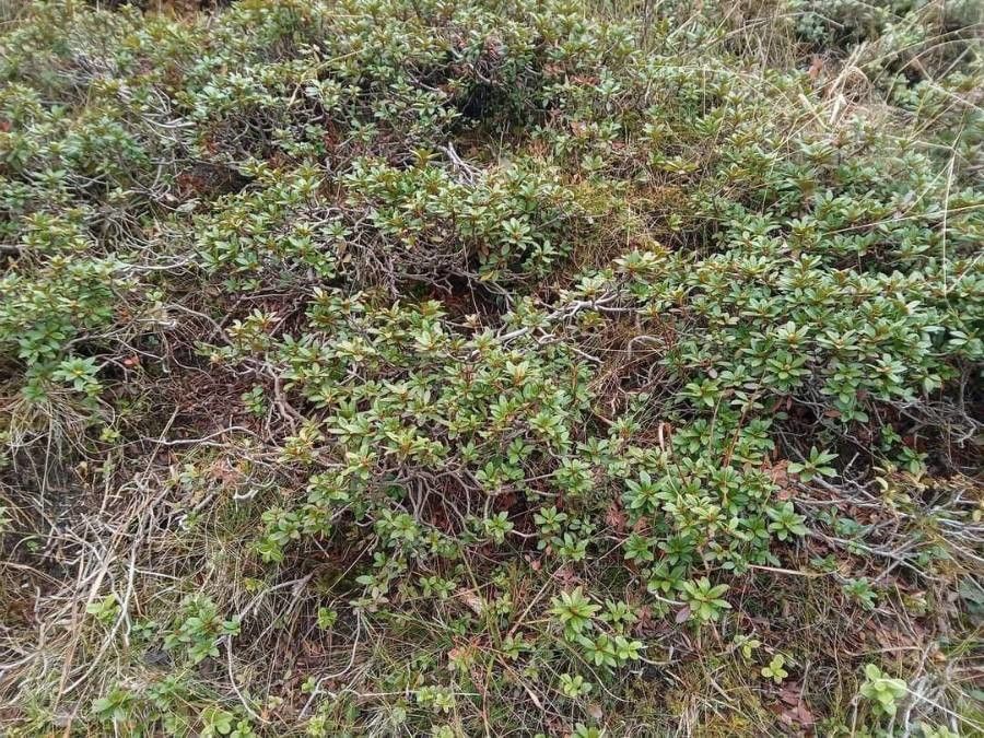 Rhododendron myrtifolium leaf