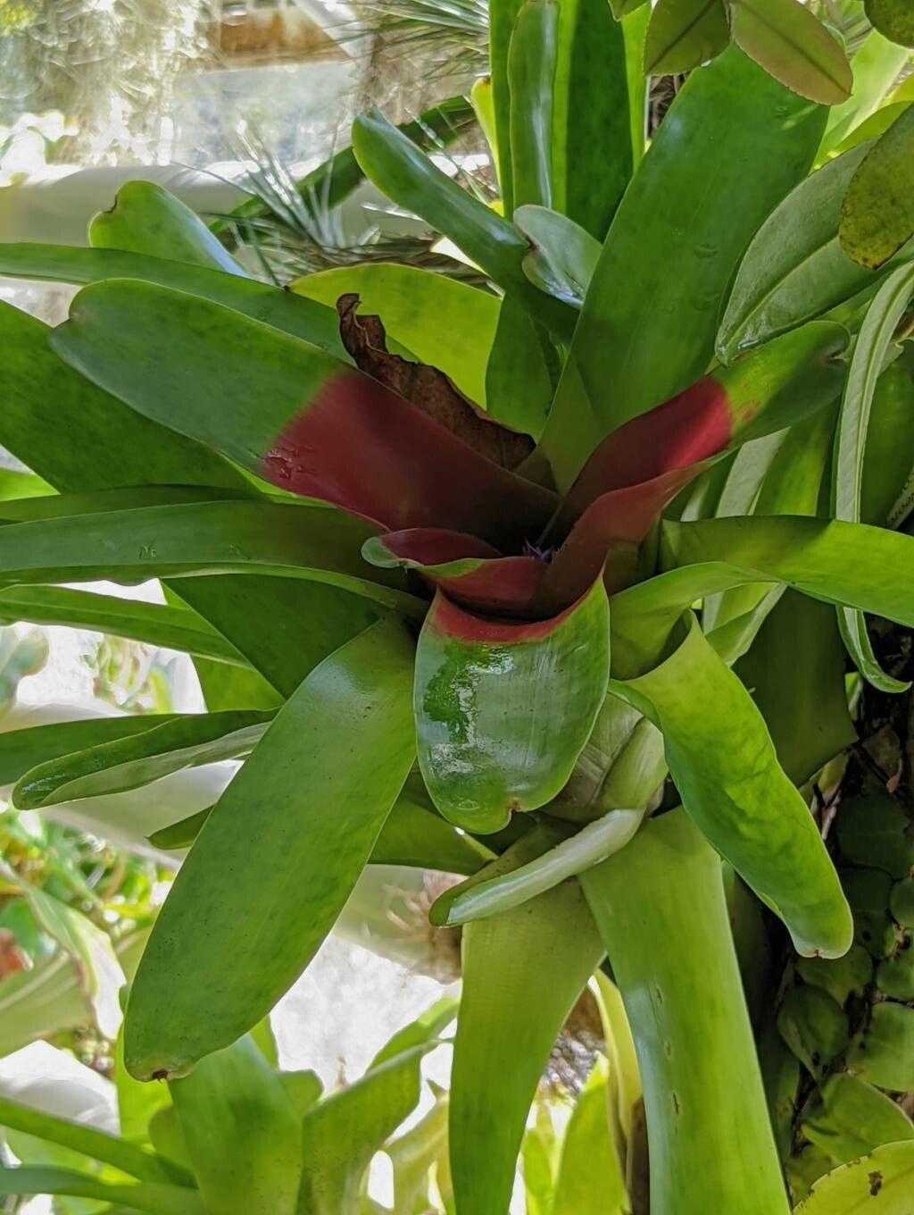 Neoregelia compacta — pet friendly houseplant