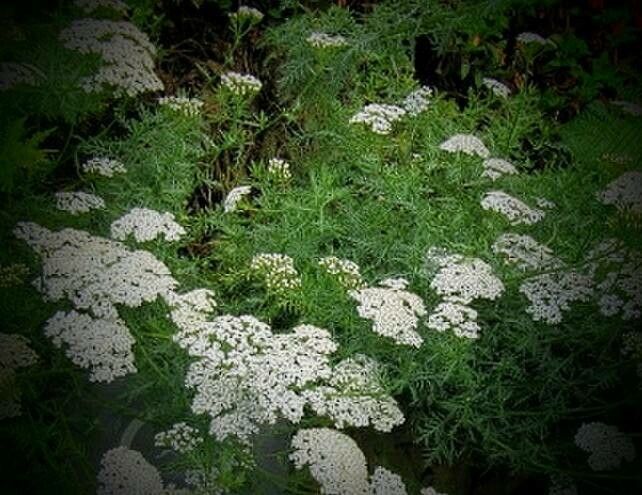 Achillea chamaemelifolia flower