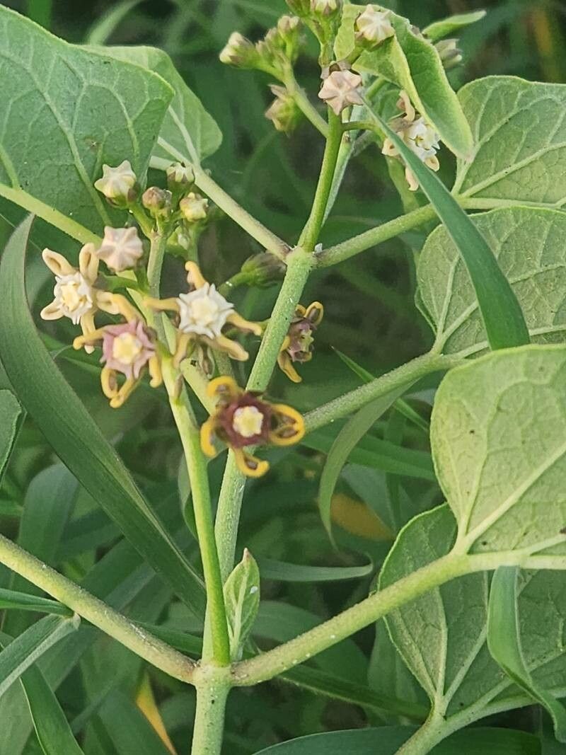 Cynanchum somaliense flower