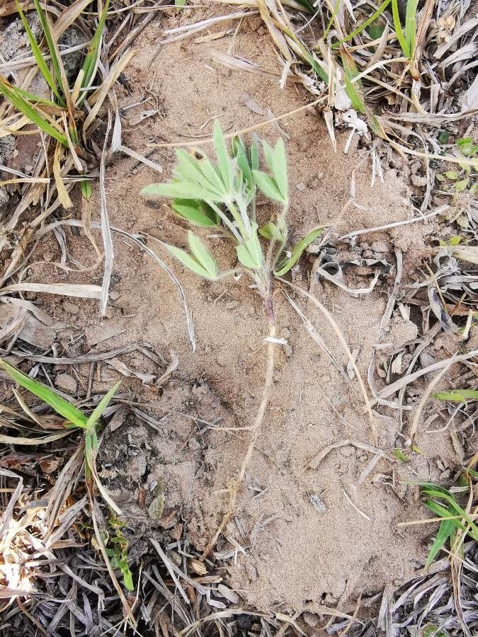 Lupinus argenteus leaf