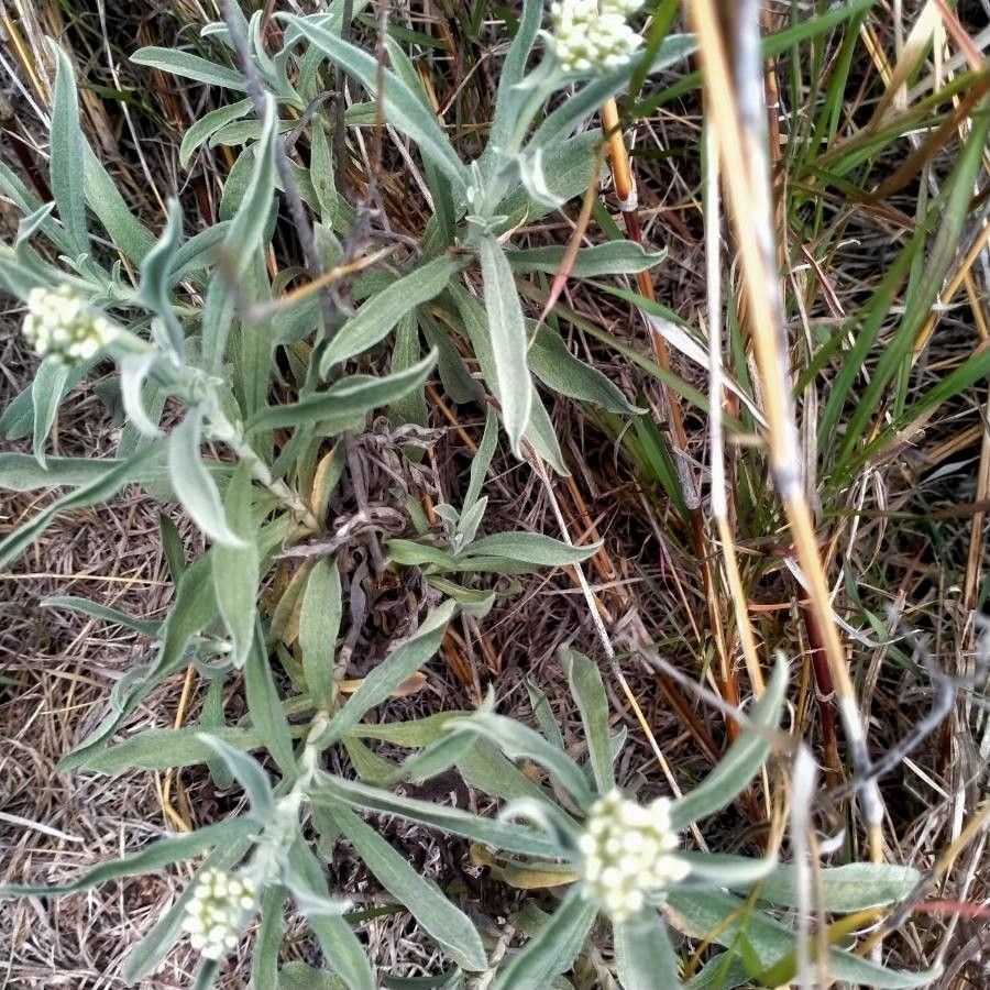 Helichrysum globosum — search result for 'Helichrysum'