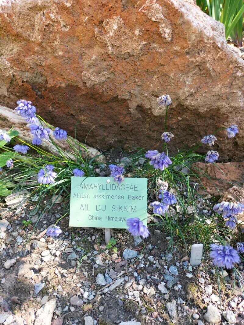Allium sikkimense flower