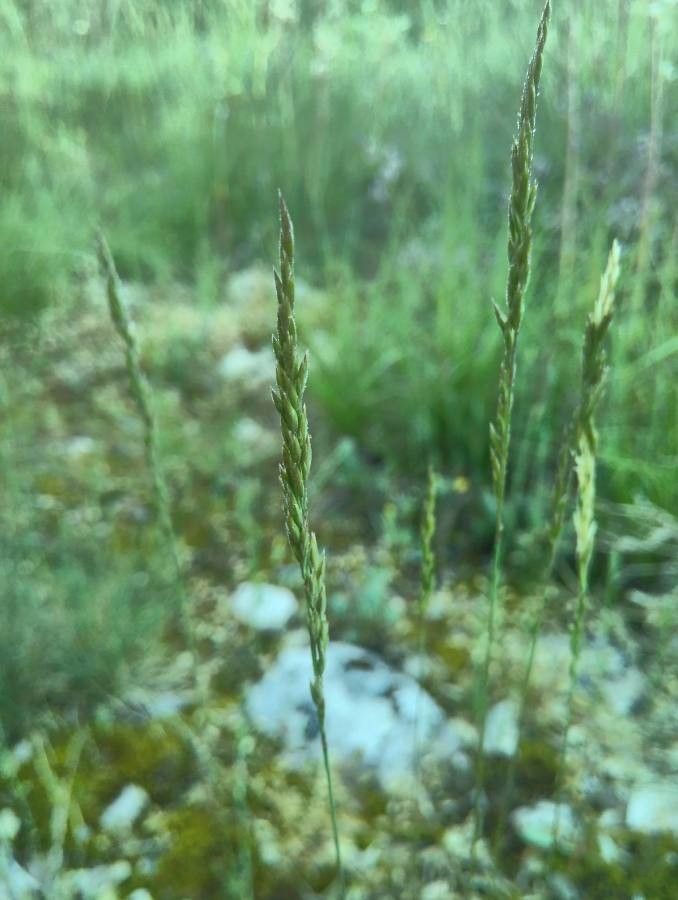 Festuca marginata flower